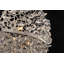 Schaffer 5 - Light Crystal Chandelier