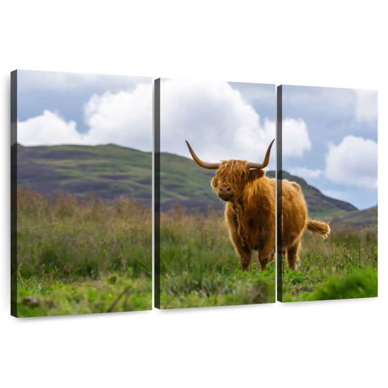 Brampt Highland Cow, Écosse, H 28 po x l 45 po
