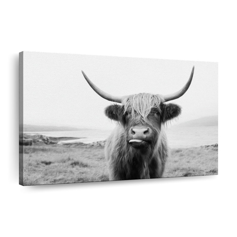 Drôle de vache Highland sur toile, H 32 po x l 48 po x P 1,25 po