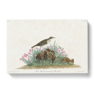 Prairie Titlark Bird by John Audubon - Wrapped Canvas