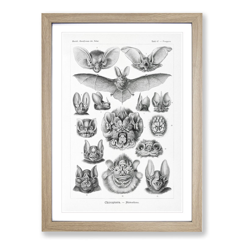 Study of Bats by Ernst Haeckel - Picture Frame Graphic Art, Oak Framed, 48cm H x 36cm W x 2cm D