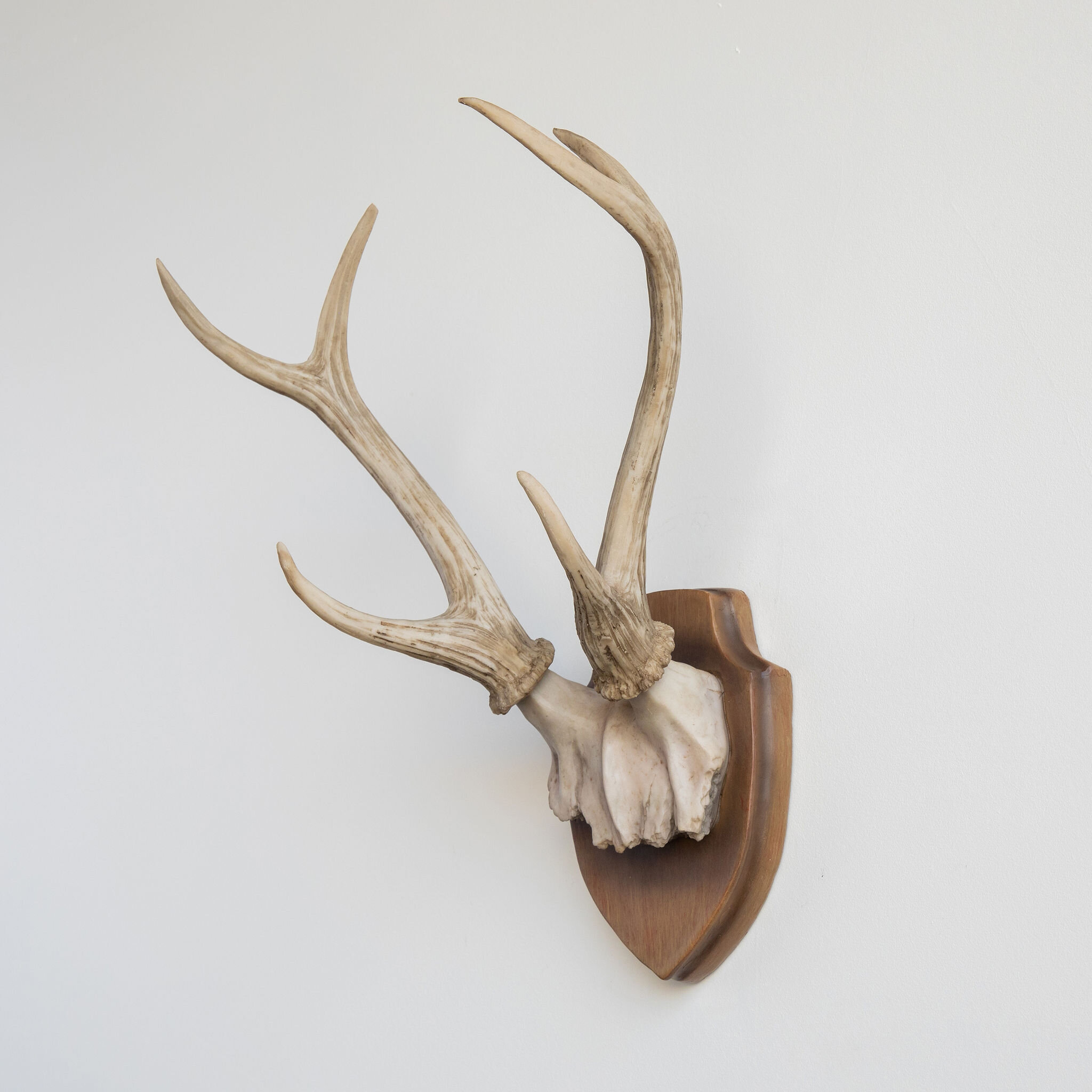 19th Century Stag Antler Fishing Rod Rack