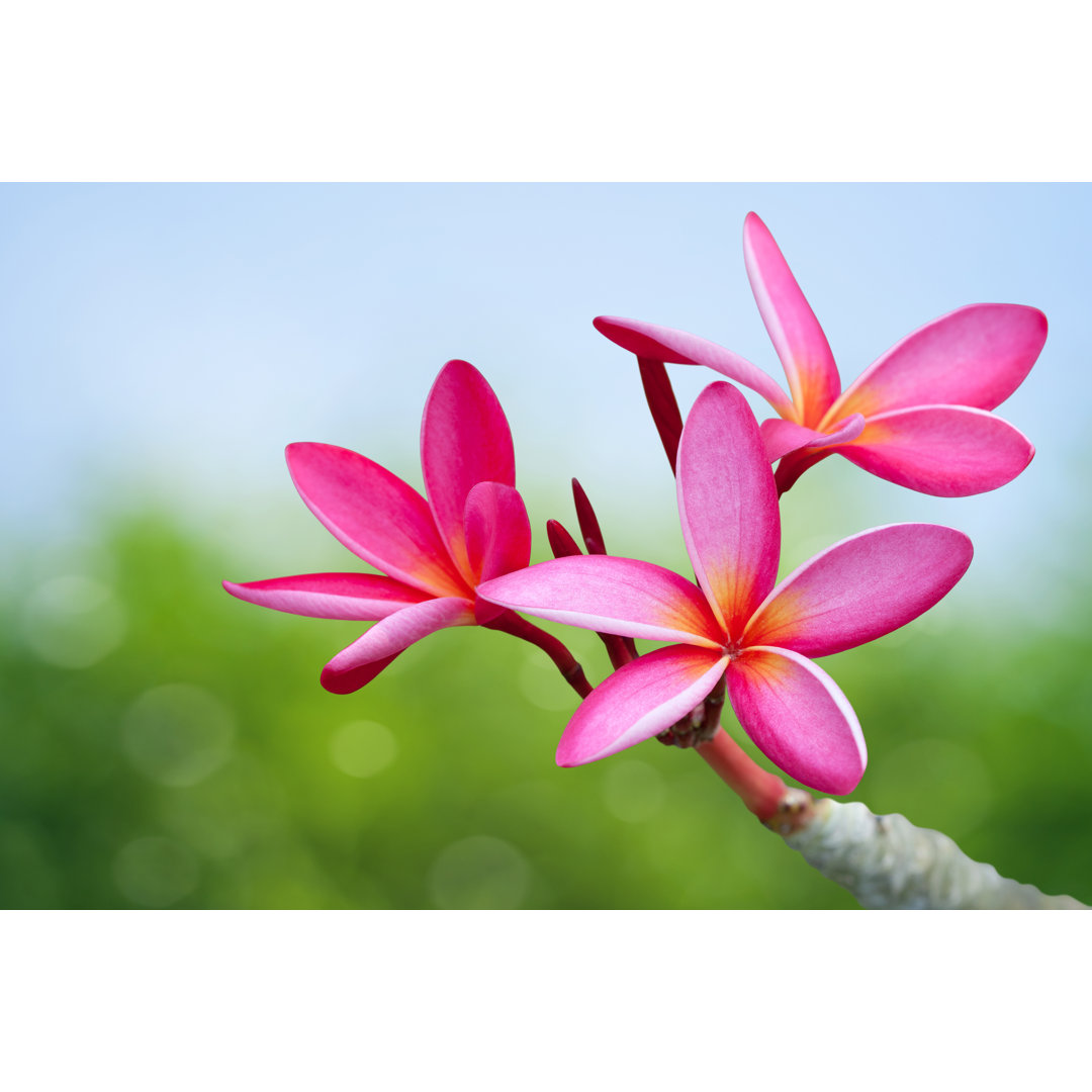 Leinwandbild Plumeria Flowers