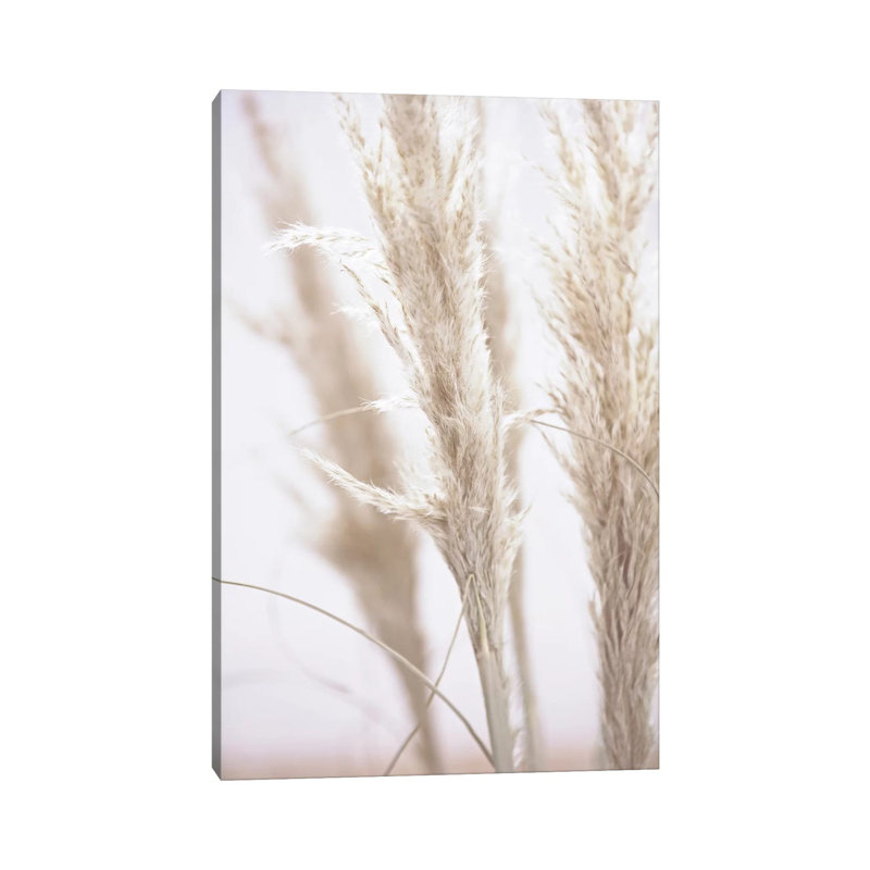 Pampas Reed I by Monika Strigel - Wrapped Canvas Print, 20.32 cm H x 30.48 cm W
