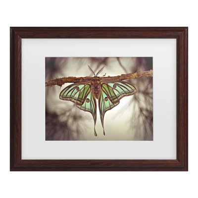 Jimmy Hoffman Mariposa Isabelina