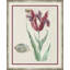 Flower, Seashell and Insect VI Framed