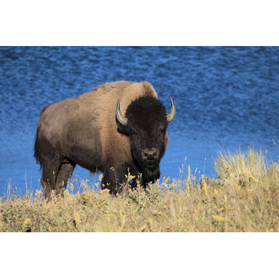 Male American Plains Bison On Hillside With Lake Background. by Murphy_Shewchuk - No Frame Print on Canvas