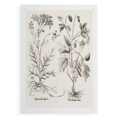 Sépia Besler Botanicals VIII - Reproduction de tableaux seulement - NON-CADRE