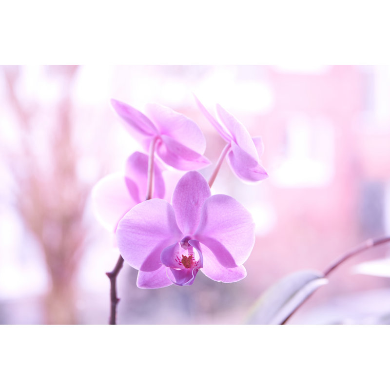 Purple Orchids - Wrapped Canvas Print, 30cm H x 46cm W