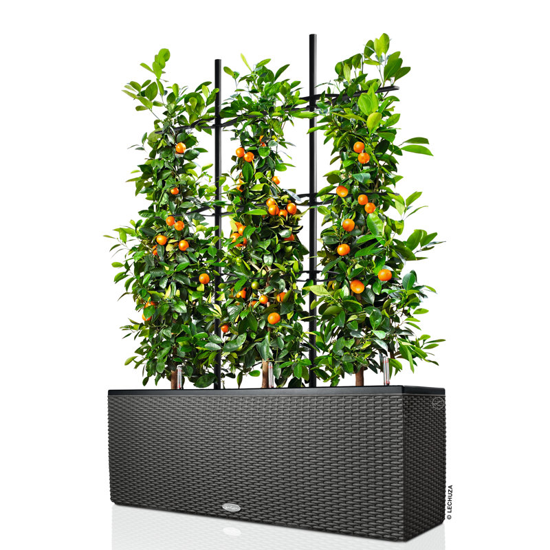 Lattice Panel Trellis, 170 cm H x 113 cm W