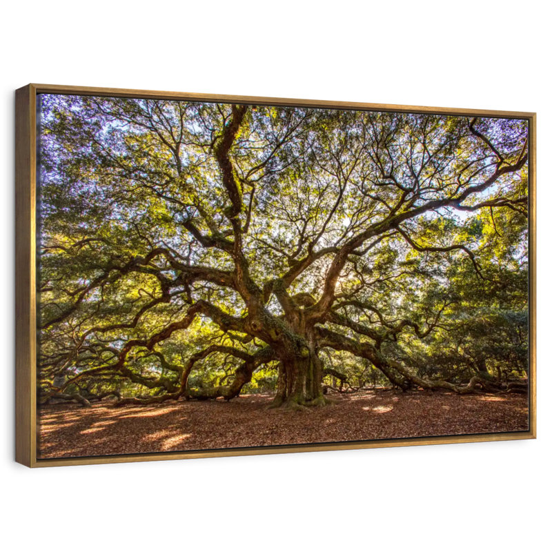 Chêne ange noueux, Cadre flottant doré, 31 po x 21 po