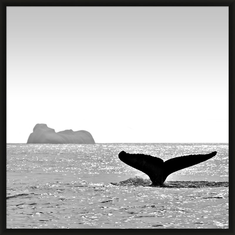 Majestic Orca' Framed Photographic Print