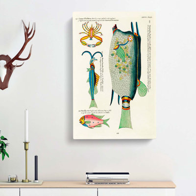 East Indies Fish & Crab Illustrations XXVII by Louis Renard - Wrapped Canvas