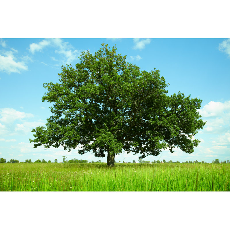 Arbre dans un champ - Photographie sur toile tendue, H 8 po x l 12 po