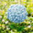 24''H Metal Hydrangea Garden Stake