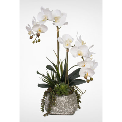 Arrangement floral mélangé en pot