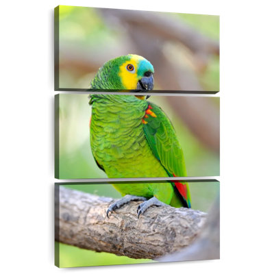 Amazone à front turquoise Brampt
