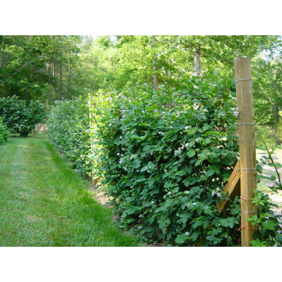 Chester Blackberry Plant - Live Plant in a 2 Inch Pot - Rubus - Fruit Trees for The Patio and Garden