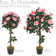 Rubens 91.4cm Tree in Pot