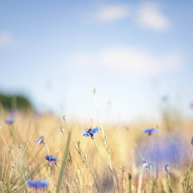 Blue Cornflowers In A Field - Wrapped Canvas Print