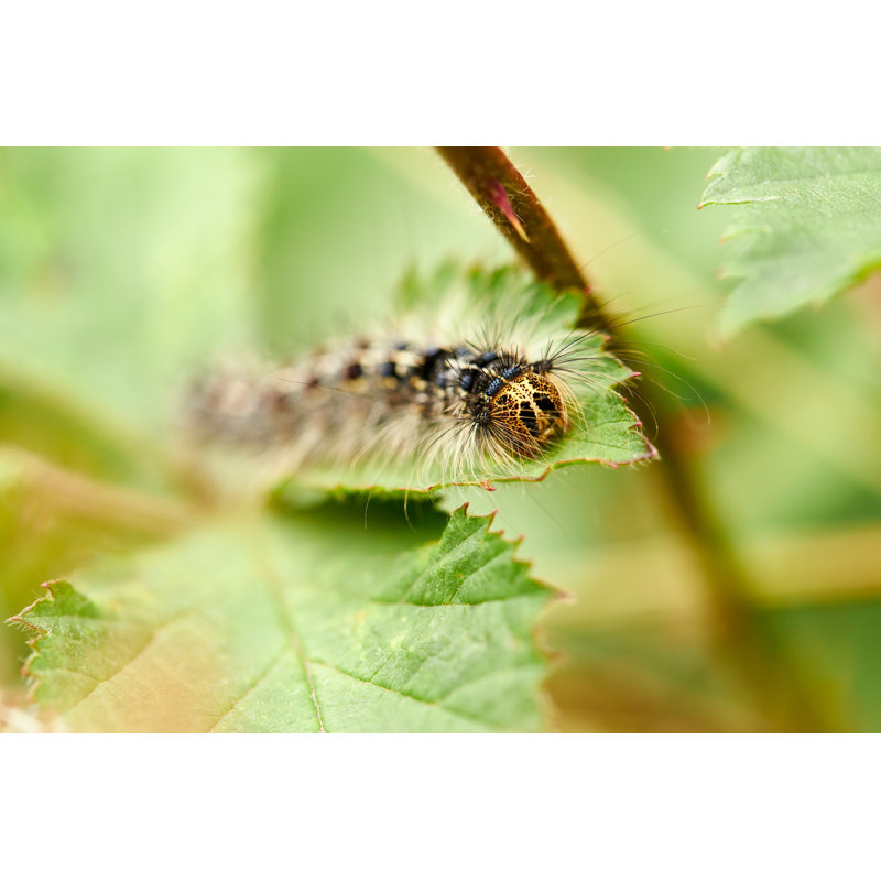 A Caterpillar - Wrapped Canvas Print, 61cm H x 91cm W x 3.8cm D