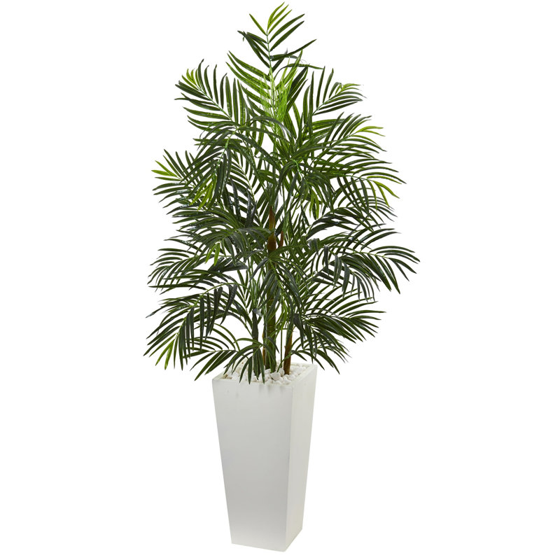 Areca Palm Tree in Planter