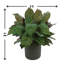 Aglomenia Chinese Evergreen UV Plant