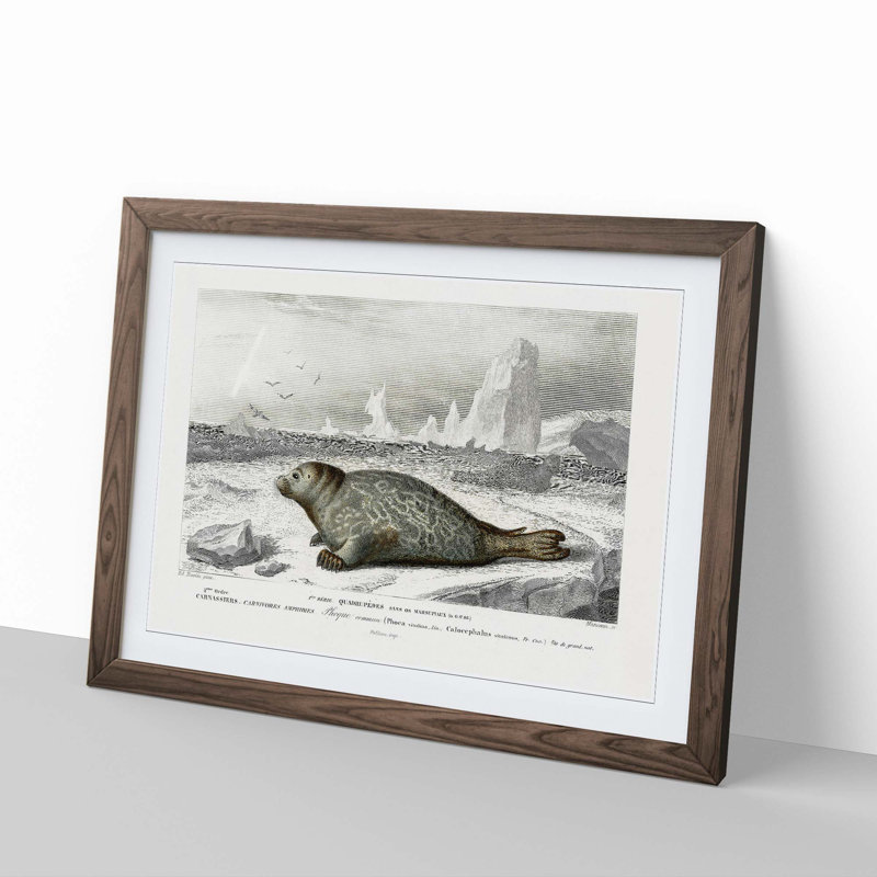 Seal Illustration by Charles d' Orbigny - Picture Frame Painting Print, 36cm H x 48cm W x 2cm D, Walnut Framed