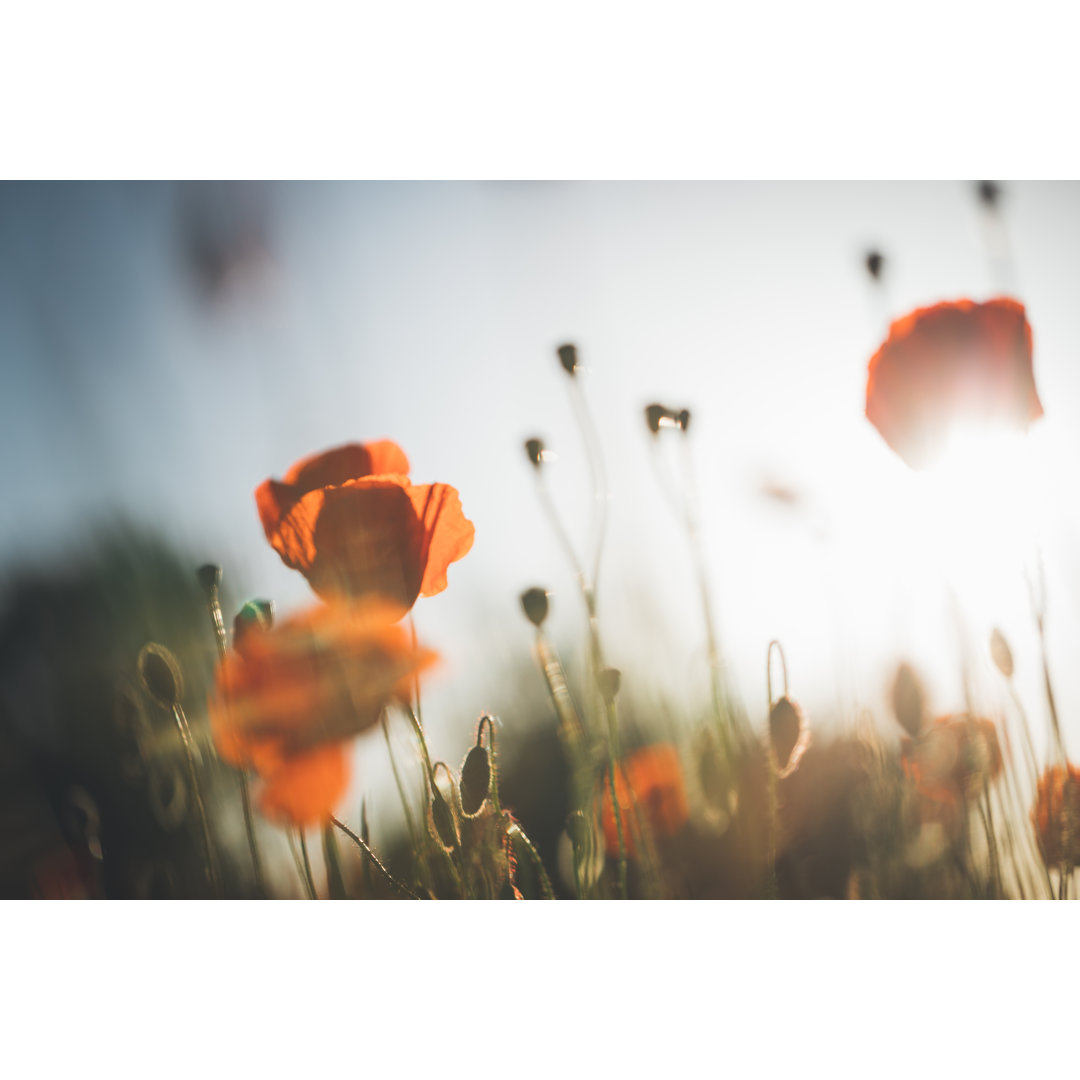 Roter Mohn im Sonnenuntergang von Rike_ - Leinwandbilder im Wrapped Design