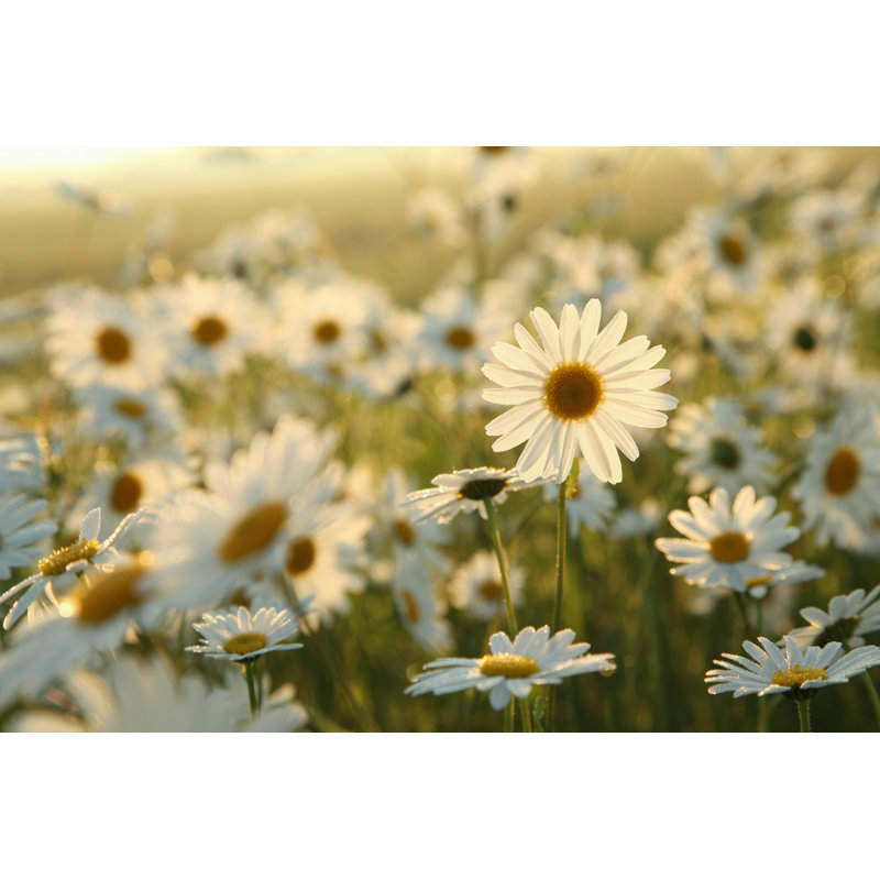 Daisies by Aniszewski - Wrapped Canvas Print, 30cm H x 46cm W