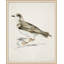 Coastal Bird Impression 5 Print