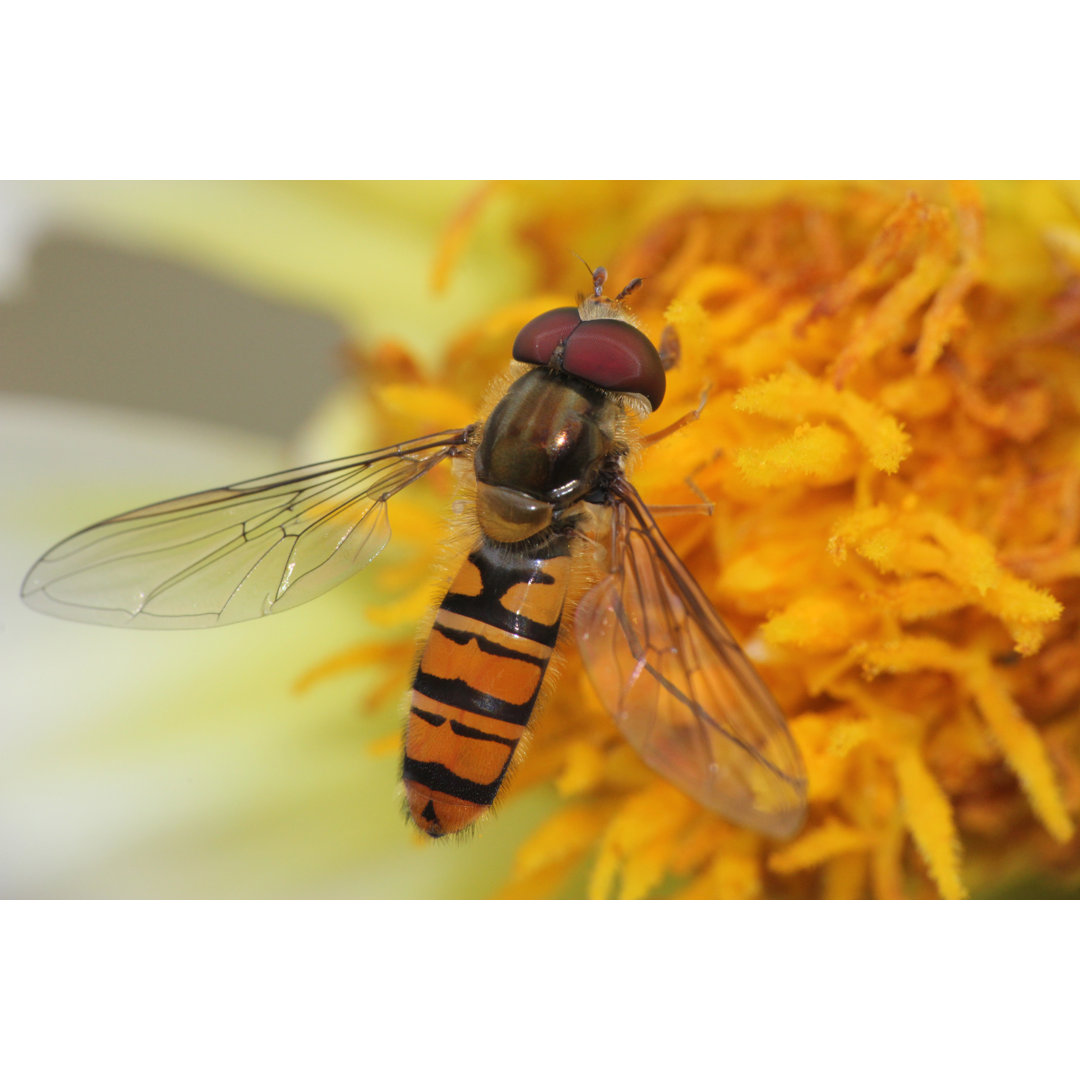 Hoverfly von PurpleRaven - Kunstdrucke auf Leinwand