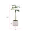 65,57 po plante-1530292180