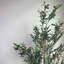 Olive artificielle 6 "en pot
