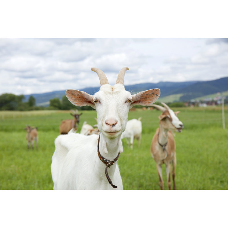 The White Goat - Wrapped Canvas Print, 30cm H x 46cm W