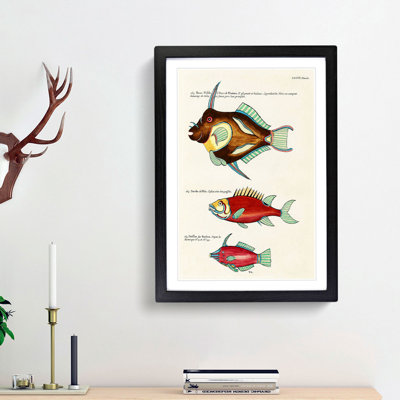 East Indies Fish Illustrations XXXVI by Louis Renard - Picture Frame Graphic Art Print