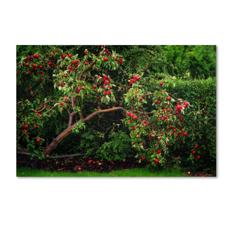 «The Apple Tree», reproduction de photo sur toile tendue, H 12 po x l 19 po x P 2 po