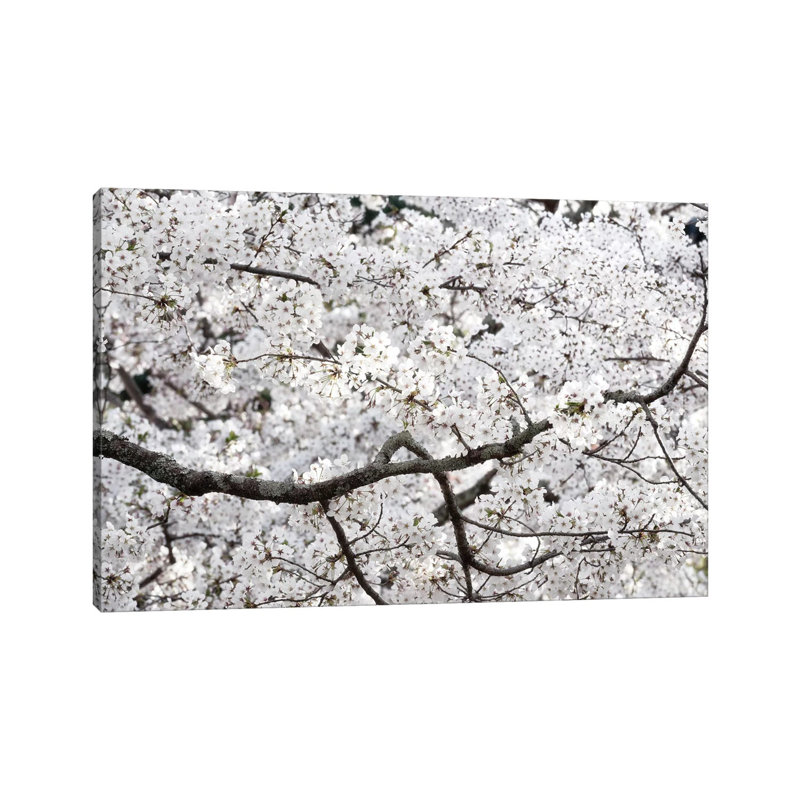 Sakura Cherry Blossom par Philippe Hugonnard - reproduction de photo sur toile tendue, H 8 po x l 12 po x P 0,75 po