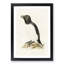 Razorbill by Von Wright - Picture Frame Painting Print-55597907-55597912