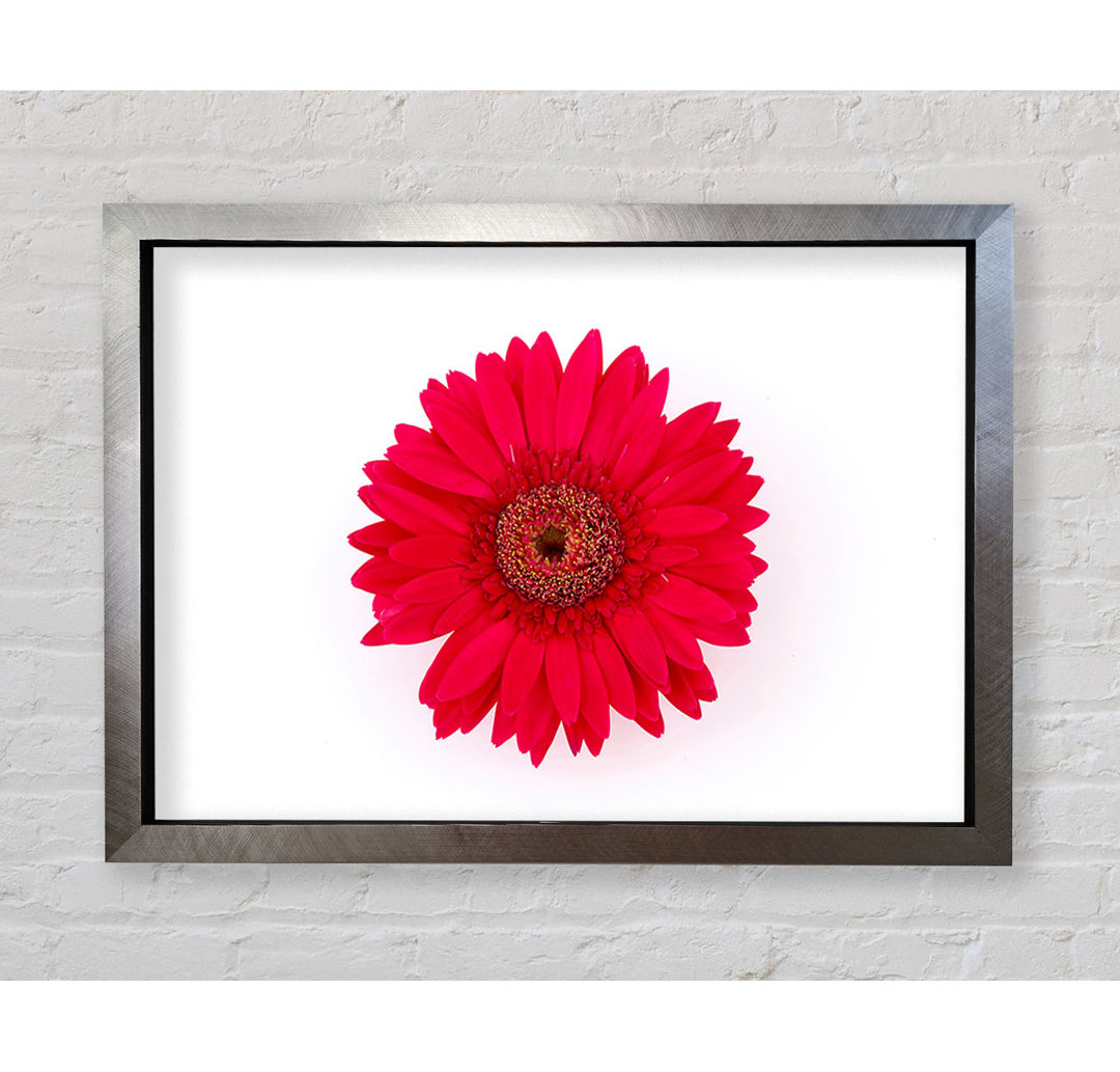 Cerise Gerbera - Druck