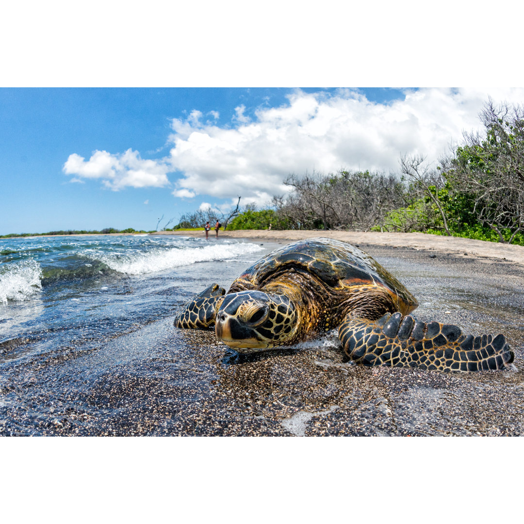 Green Turtle Arriving by Andrea Izzotti - Wrapped Canvas Print