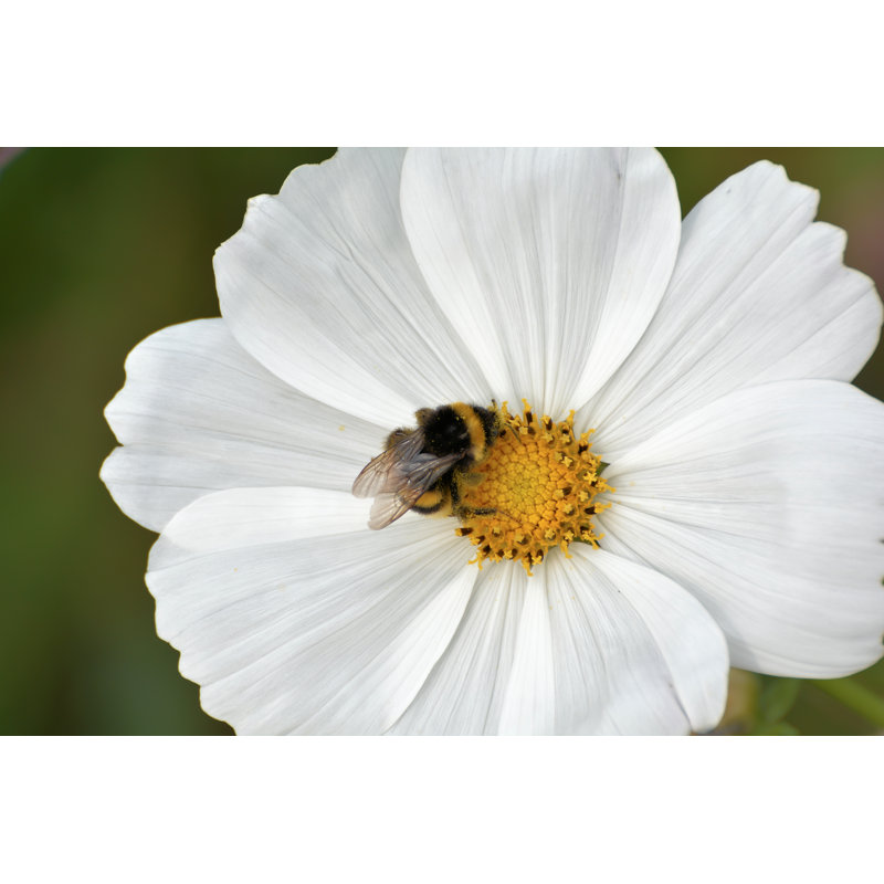 Sherbrook Bumblebee On A Flower - Wrapped Canvas Print, 81cm H x 122cm W x 3.8cm D