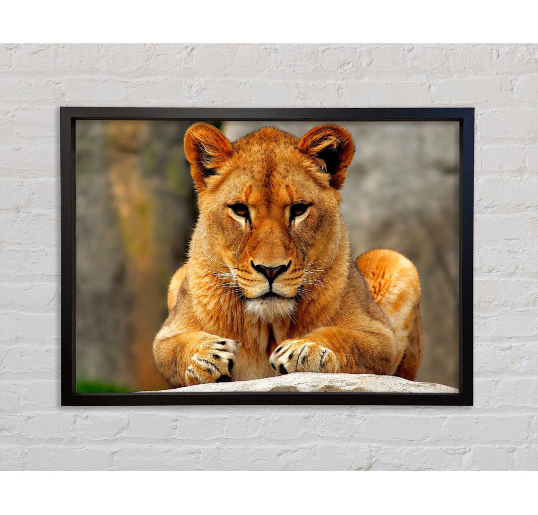 Lioness Watch - Drucken