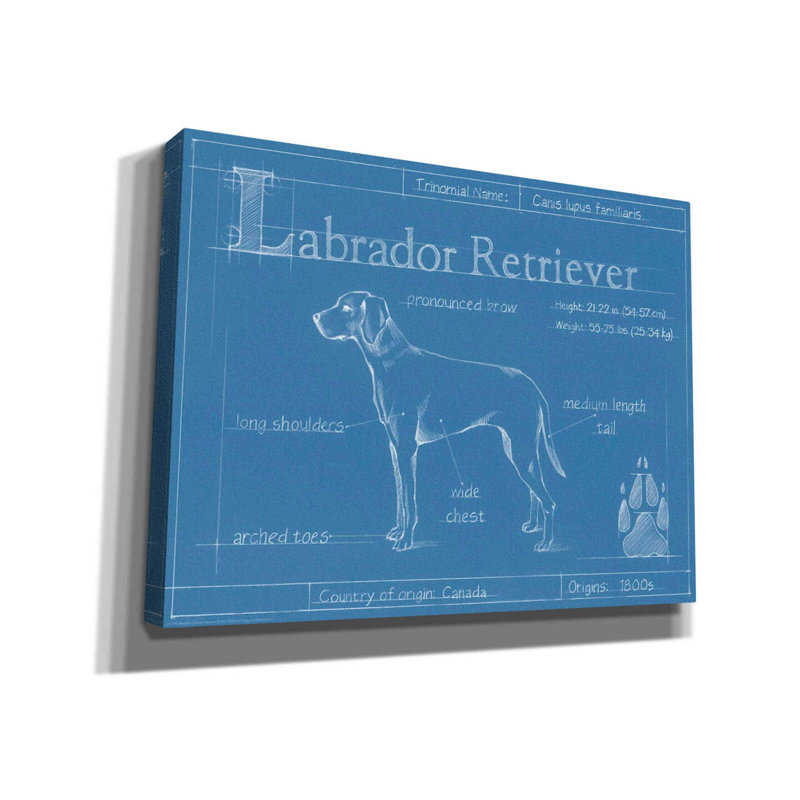 Art mural sur toile Trinx «Blueprint Labrador Retriever» par Ethan Harper, H 40 po x l 54 po x P 1,5 po, Toile tendue