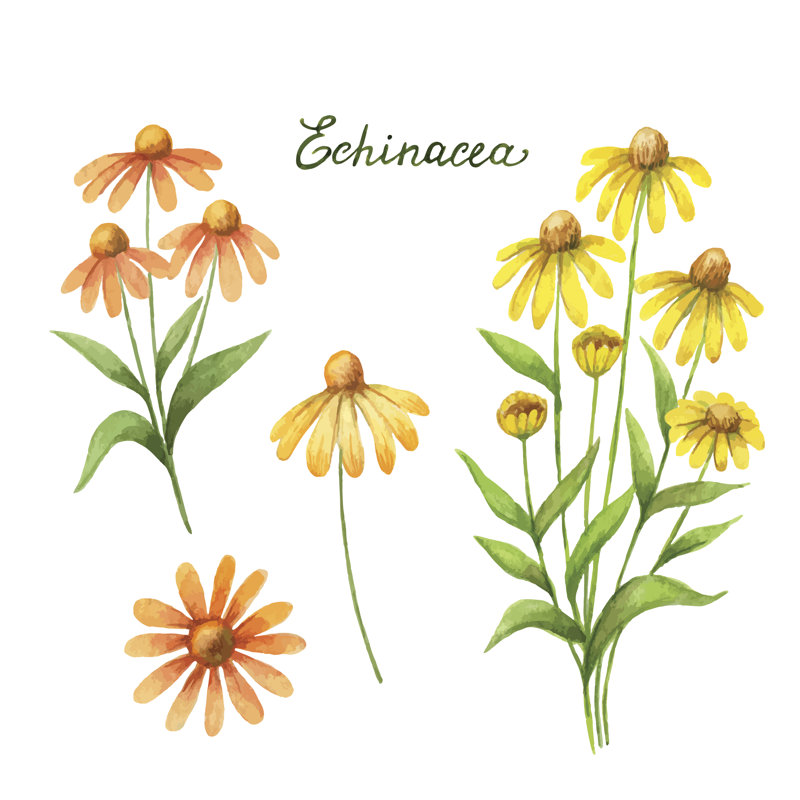 Echinacea by ElenaMedvedeva - Wrapped Canvas Print, 30cm H x 30cm W x 3.8cm D