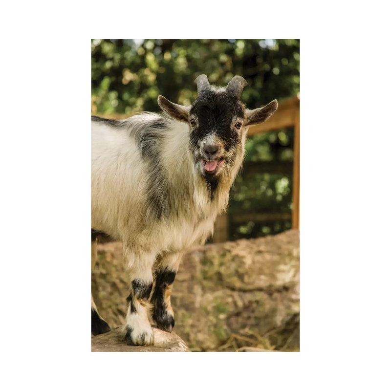 African Pygmy Goat Calling, Issaquah, Washington, USA by Janet Horton - Wrapped Canvas Print