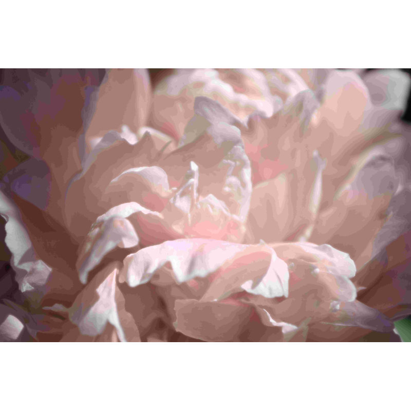 Velours pivoine II - peinture sur toile tendue, H 20 po x l 30 po