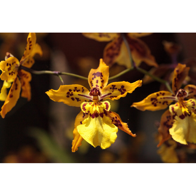 Leanca Yellow Oncidium Orchid Flower - Wrapped Canvas Print, 30cm H x 46cm W 3.8cm D