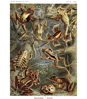 « grenouilles » par ernst haekel, impression