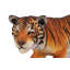 Tiger bengal